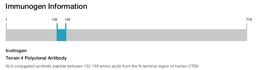 Tensin 4 Polyclonal Antibody