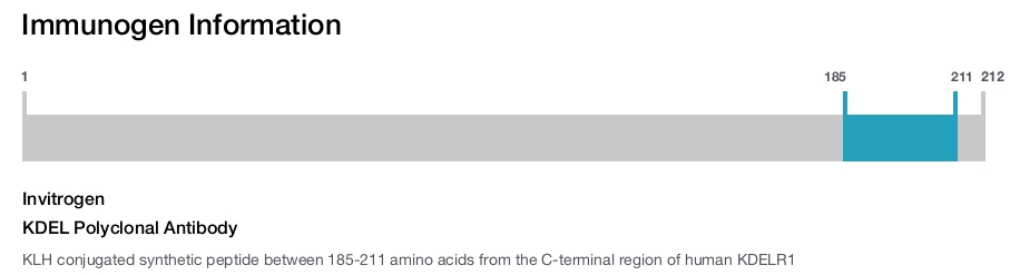 KDEL Polyclonal Antibody