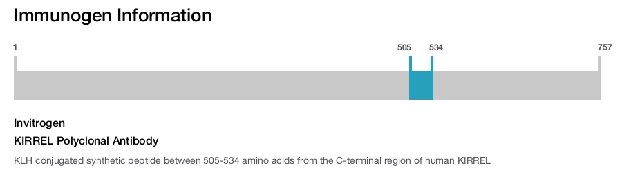 KIRREL Polyclonal Antibody
