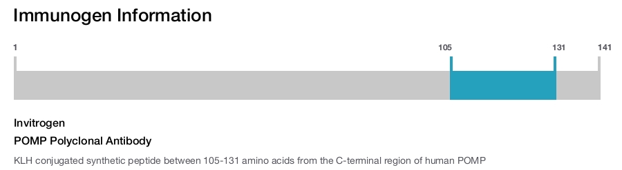 POMP Polyclonal Antibody