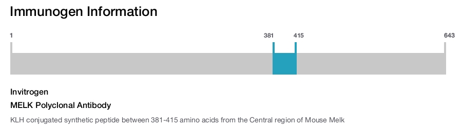 MELK Polyclonal Antibody