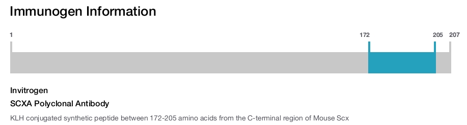 SCXA Polyclonal Antibody