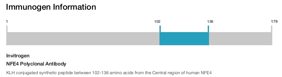NFE4 Polyclonal Antibody