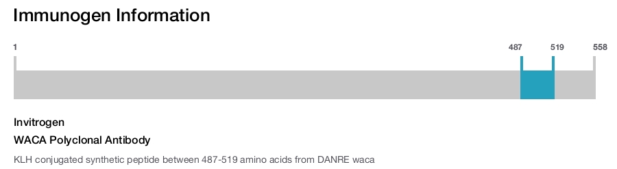 WACA Polyclonal Antibody