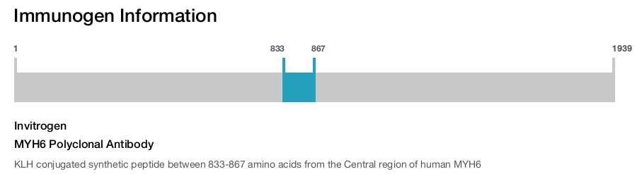 MYH6 Polyclonal Antibody