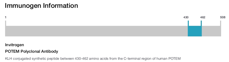 POTEM Polyclonal Antibody