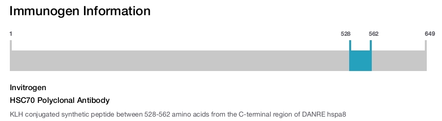 HSC70 Polyclonal Antibody