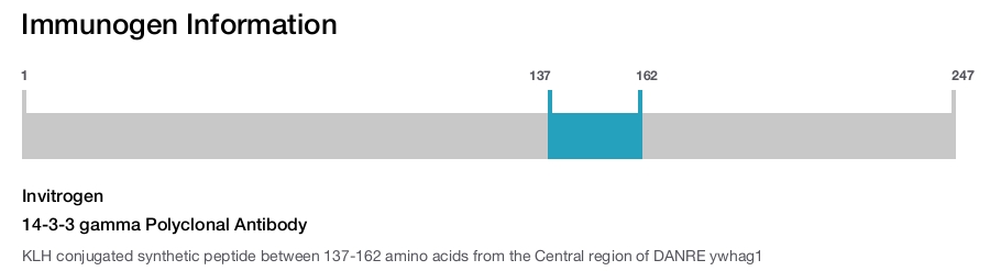14-3-3 gamma Polyclonal Antibody