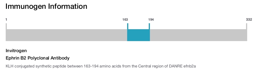 Ephrin B2 Polyclonal Antibody