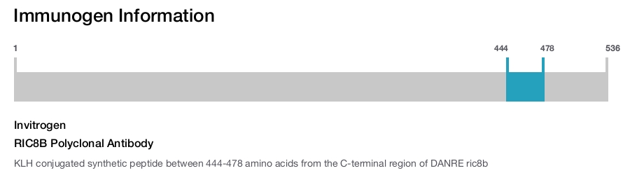 RIC8B Polyclonal Antibody