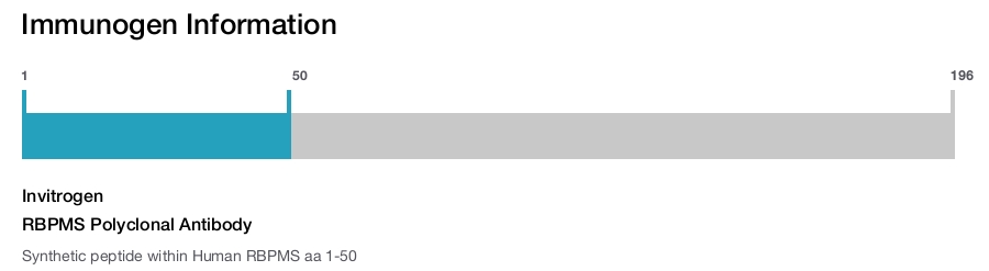 RBPMS Polyclonal Antibody