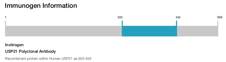 USP21 Polyclonal Antibody