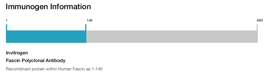 Fascin Polyclonal Antibody