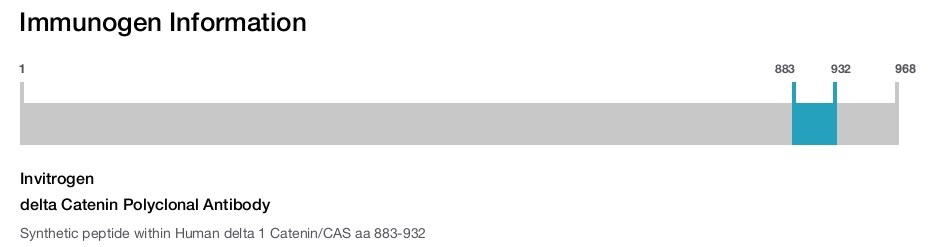 delta Catenin Polyclonal Antibody