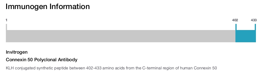Connexin 50 Polyclonal Antibody