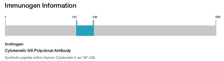 Cytokeratin 5/6 Polyclonal Antibody