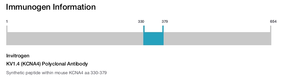 KV1.4 (KCNA4) Polyclonal Antibody