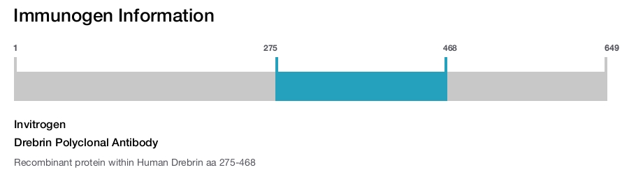 Drebrin Polyclonal Antibody