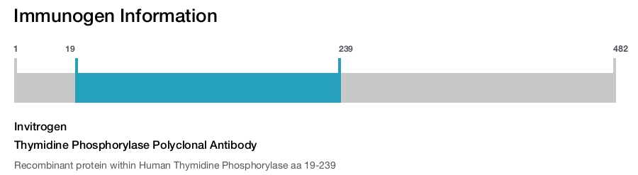 Thymidine Phosphorylase Polyclonal Antibody