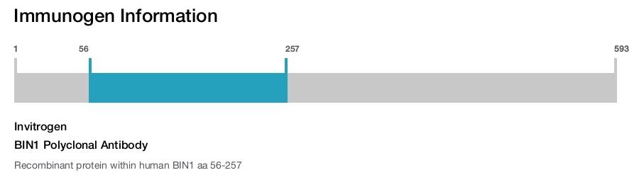 BIN1 Polyclonal Antibody