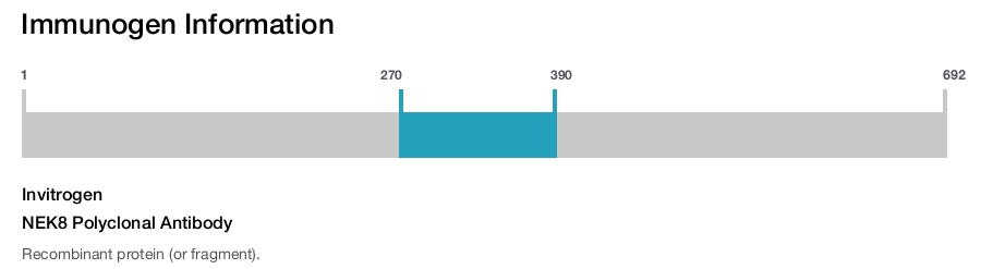 NEK8 Polyclonal Antibody