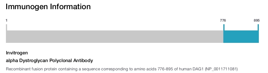 alpha Dystroglycan Polyclonal Antibody