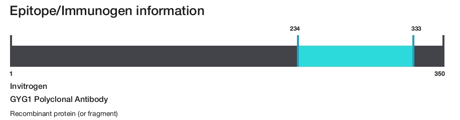 GYG1 Polyclonal Antibody