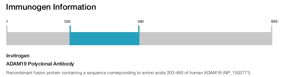 ADAM19 Polyclonal Antibody