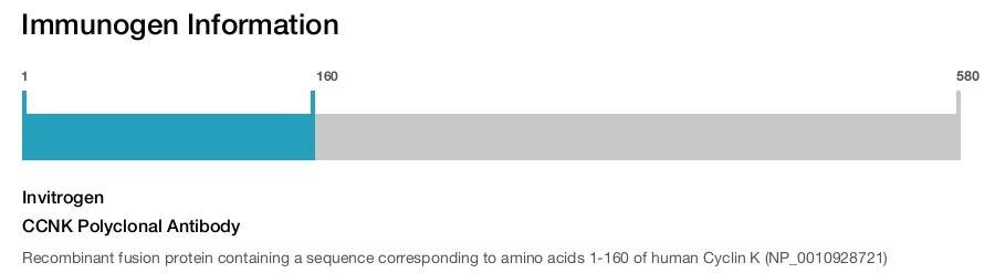 CCNK Polyclonal Antibody