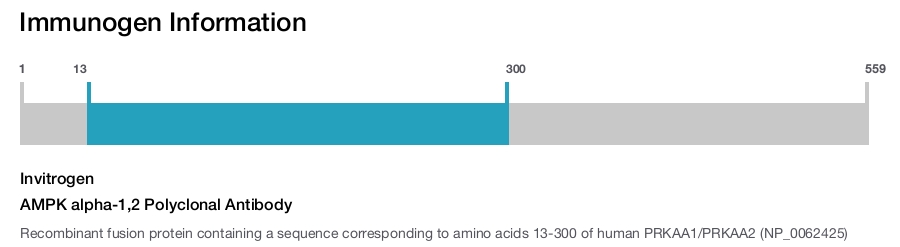 AMPK alpha-1,2 Polyclonal Antibody