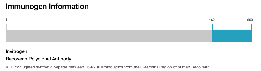 Recoverin Polyclonal Antibody