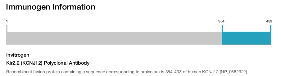 Kir2.2 (KCNJ12) Polyclonal Antibody
