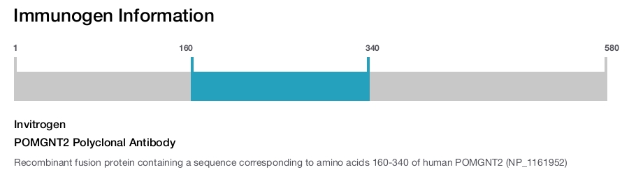 POMGNT2 Polyclonal Antibody