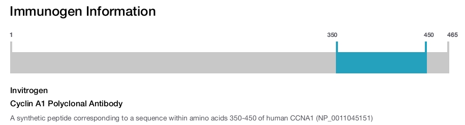 Cyclin A1 Polyclonal Antibody