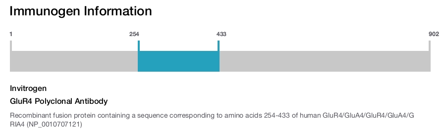 GluR4 Polyclonal Antibody