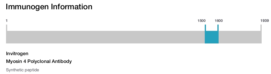 Myosin 4 Polyclonal Antibody