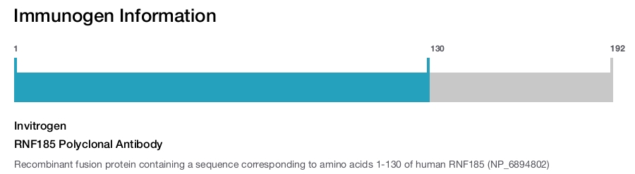 RNF185 Polyclonal Antibody