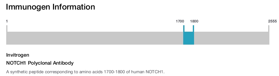 NOTCH1 Polyclonal Antibody