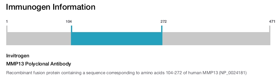 MMP13 Polyclonal Antibody