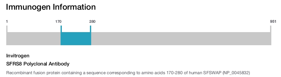 SFRS8 Polyclonal Antibody