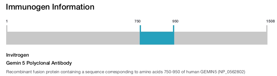 Gemin 5 Polyclonal Antibody