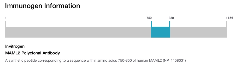 MAML2 Polyclonal Antibody