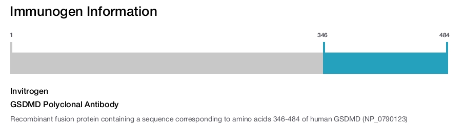 GSDMD Polyclonal Antibody