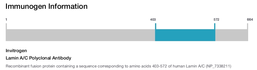 Lamin A/C Polyclonal Antibody