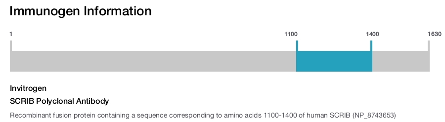 SCRIB Polyclonal Antibody
