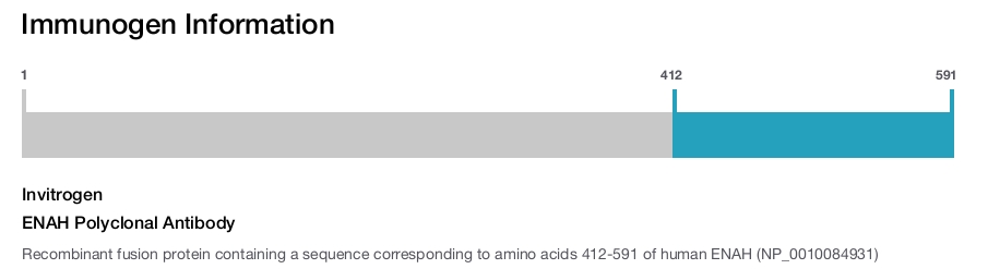 ENAH Polyclonal Antibody