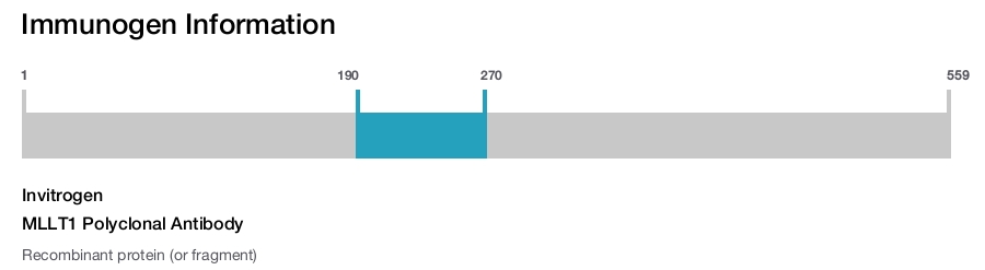 MLLT1 Polyclonal Antibody