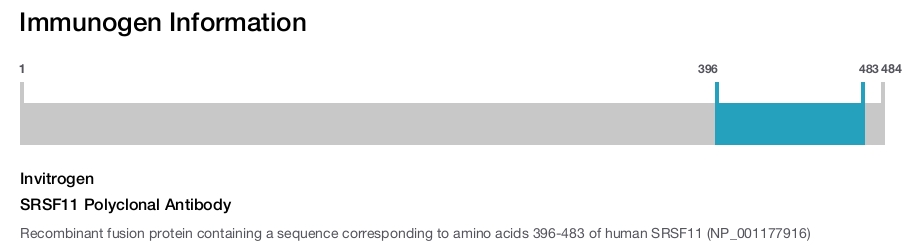 SRSF11 Polyclonal Antibody