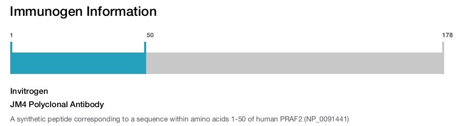 JM4 Polyclonal Antibody