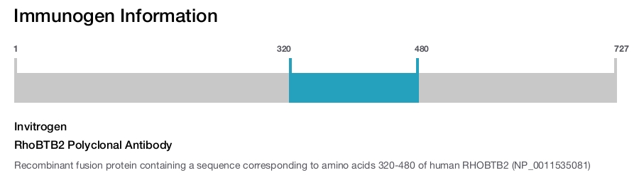 RhoBTB2 Polyclonal Antibody